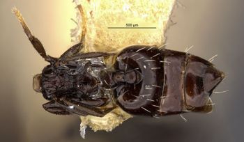 Media type: image;   Entomology 20813 Aspect: habitus dorsal view